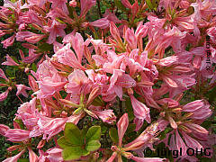 Rhododendron luteum 'Soir de Paris', Sommergrüne Azalee 'Soir de Paris'