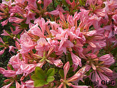 <tmpl_var article_image2_description | HTML >