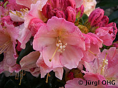Rhododendron yakushimanum 'Percy Wiseman', Rhododendron 'Percy Wiseman'
