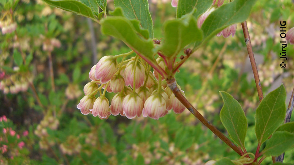 Enkianthus campanulatus, Prachtglocke