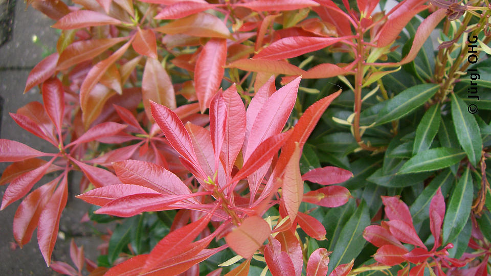 Pieris japonica 'Mountain Fire', Japanisches Schattenglöckchen 'Mountain Fire'