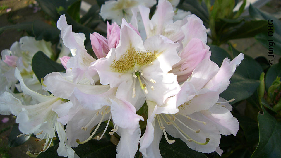 Rhododendron Hybride 'Cunningham's White', Rhododendron 'Cunningham's White'