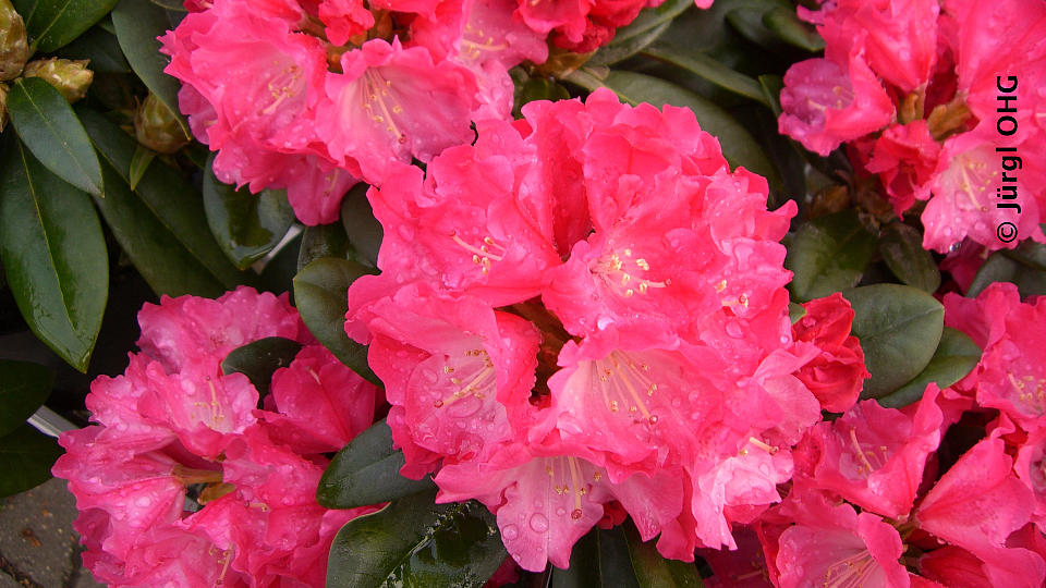 Rhododendron yakushimanum 'Morgenrot', Rhododendron 'Morgenrot'