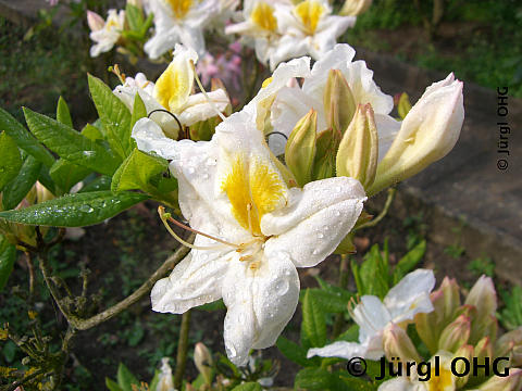 Rhododendron luteum 'Persil', Laubwerfende Azalee 'Persil'