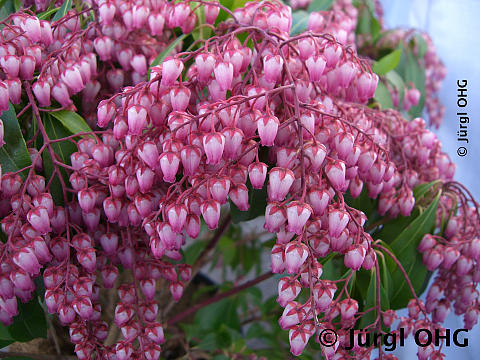 Pieris japonica 'Katsura', Japanisches Schattenglöckchen 'Katsura'