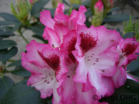 Rhododendron 'Hachmann's Charamant'(S)
