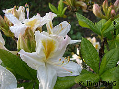 Rhododendron luteum 'Persil', Laubwerfende Azalee 'Persil'