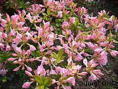 Rhododendron luteum 'Sylphides', Laubwerfende Azalee 'Sylphides'