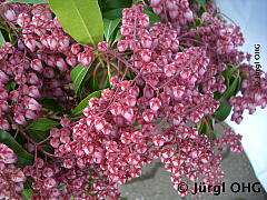 Pieris japonica 'Katsura', Japanisches Schattenglöckchen 'Katsura'