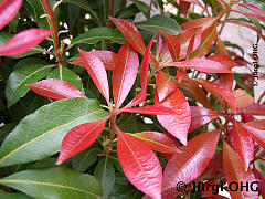 Pieris japonica 'Mountain Fire', Japanisches Schattenglöckchen 'Mountain Fire'