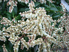<tmpl_var article_image4_description | HTML >