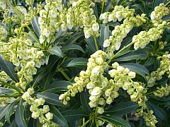 Pieris japonica 'Stöckmann', Japanisches Schattenglöckchen 'Stöckmann'