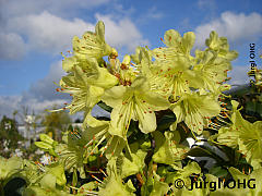 Rhododendron hanceanum 'Princess Anne', Zwergalpenrose 'Princess Anne'