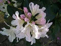 <tmpl_var article_image4_description | HTML >