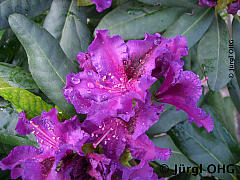 Rhododendron Hybride 'Azurro', Rhododendron 'Azurro'