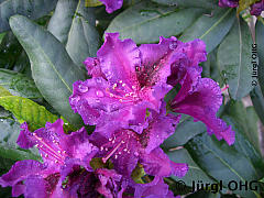 <tmpl_var article_image3_description | HTML >
