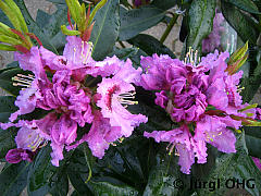 Rhododendron Hybride 'Kabarett'®, Rhododendron 'Kabarett'®