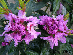 <tmpl_var article_image5_description | HTML >