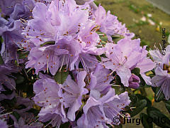 Rhododendron impeditum 'Blaue Mauritius', Kleinblättriger Rhododendron 'Blaue Mauritius'