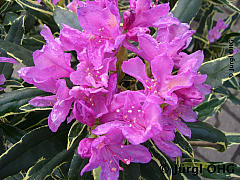 Rhododendron ponticum 'Variegatum', Rhododendron 'Variegatum'