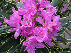 <tmpl_var article_image5_description | HTML >