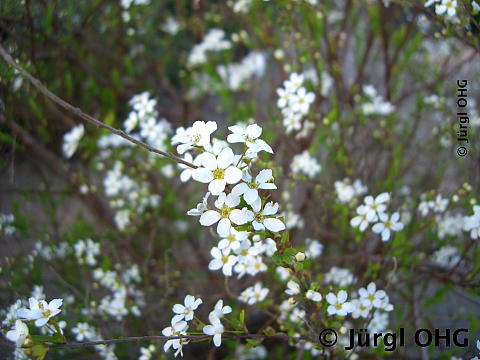 <tmpl_var article_image_description | HTML >