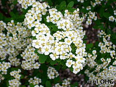 <tmpl_var article_image4_description | HTML >