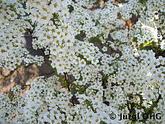 <tmpl_var article_image2_description | HTML >