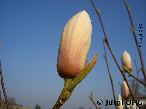 <tmpl_var article_image_description | HTML >