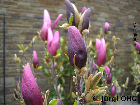 <tmpl_var article_image_description | HTML >