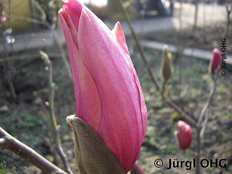 <tmpl_var article_image_description | HTML >