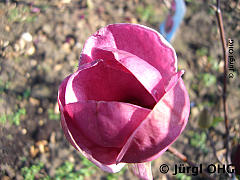 <tmpl_var article_image3_description | HTML >