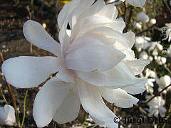 <tmpl_var article_image3_description | HTML >