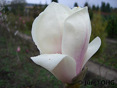 <tmpl_var article_image2_description | HTML >