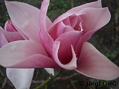 <tmpl_var article_image2_description | HTML >