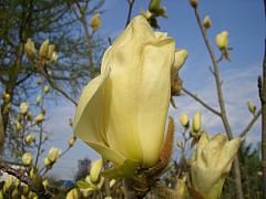 <tmpl_var article_image4_description | HTML >