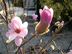 <tmpl_var article_image3_description | HTML >