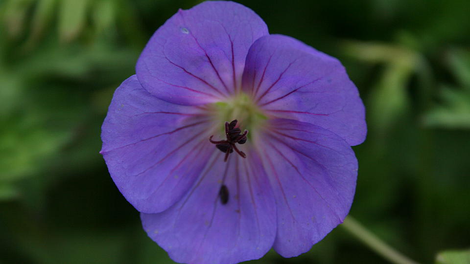 Geranium x wallichianum 'Rozanne'®, Garten-Storchschnabel