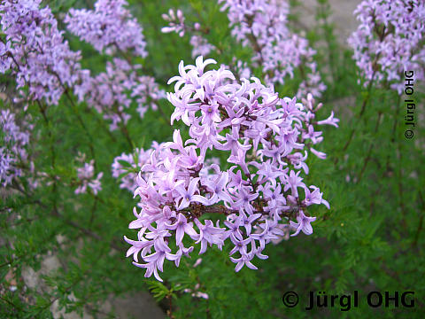 <tmpl_var article_image_description | HTML >