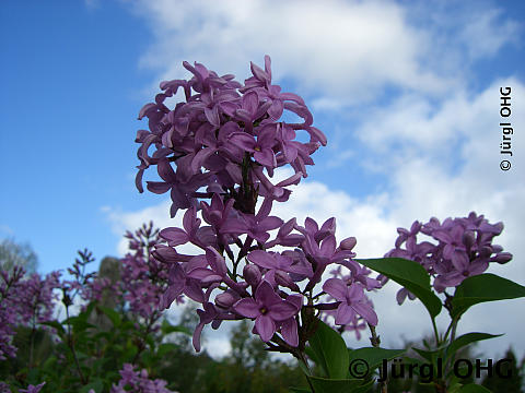 <tmpl_var article_image_description | HTML >