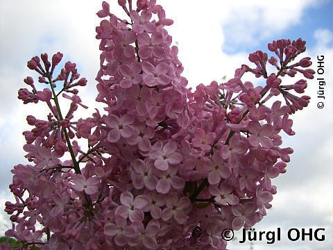 <tmpl_var article_image_description | HTML >