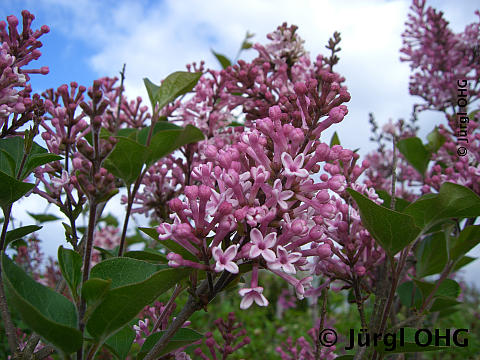 <tmpl_var article_image_description | HTML >