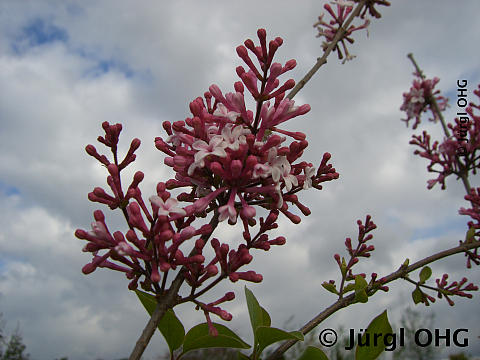 <tmpl_var article_image_description | HTML >