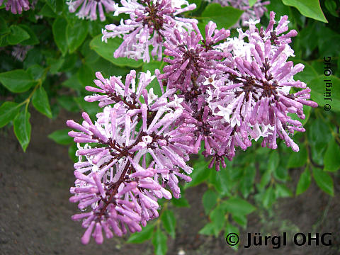 <tmpl_var article_image_description | HTML >