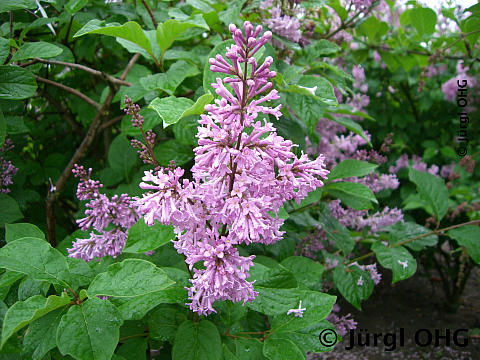 <tmpl_var article_image_description | HTML >