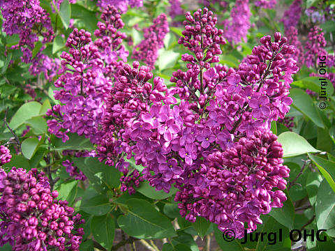 <tmpl_var article_image_description | HTML >