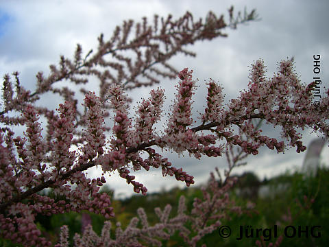 <tmpl_var article_image_description | HTML >