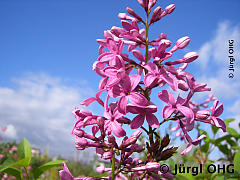 <tmpl_var article_image2_description | HTML >