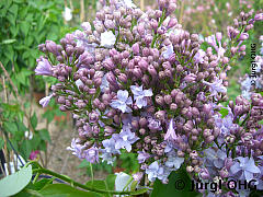 <tmpl_var article_image5_description | HTML >