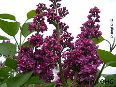 <tmpl_var article_image2_description | HTML >